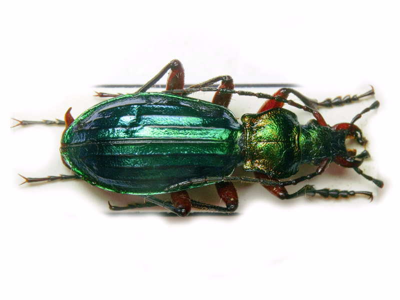 Carabus auronitens escheri Palliardi, 1825